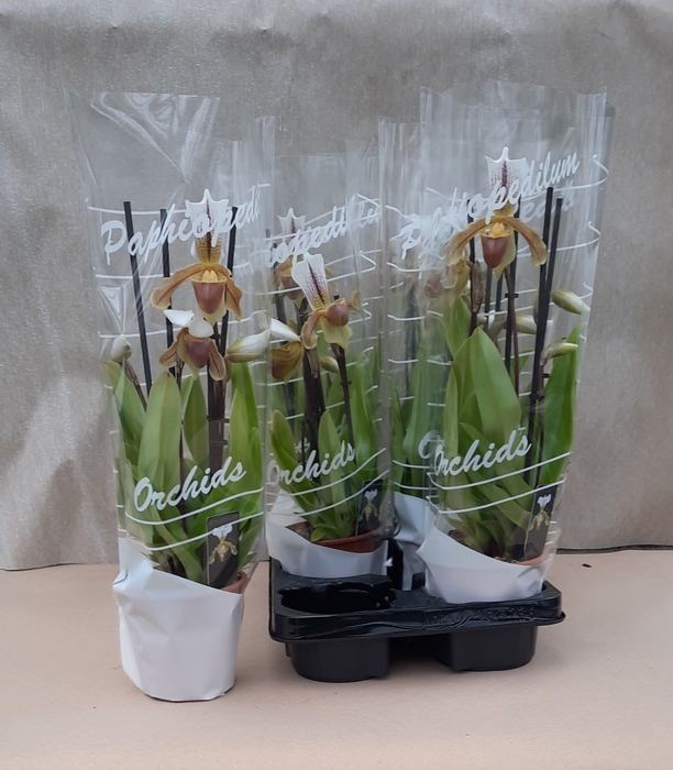 <h4>PAPH OV</h4>