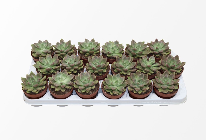 <h4>Echeveria Backery</h4>