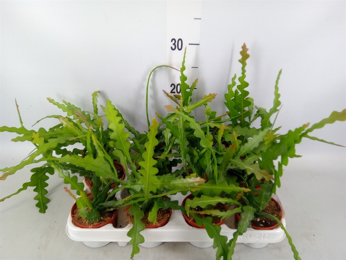 <h4>Epiphyllum anguliger</h4>