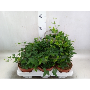 Hedera helix 'Shamrock'