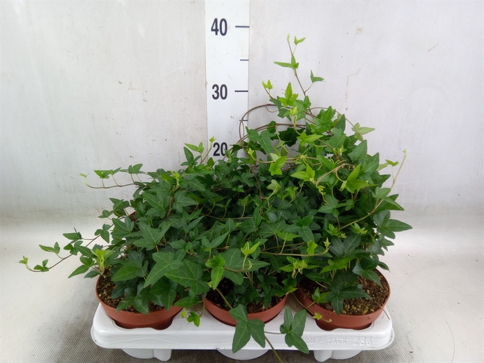 <h4>Hedera helix 'Shamrock'</h4>