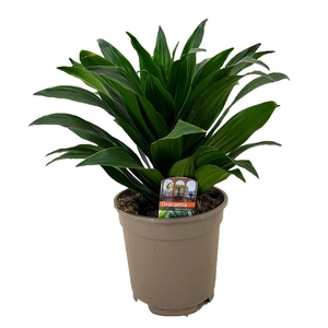 Dracaena deremensis compacta kopstek