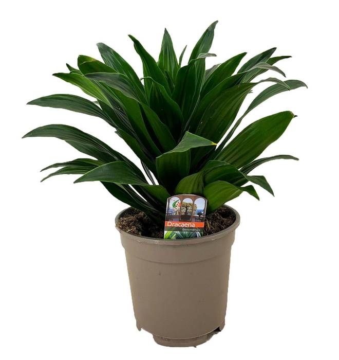 <h4>Dracaena deremensis compacta kopstek</h4>