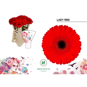 Gerbera Lady Red Water