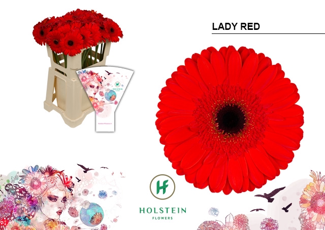 <h4>GE GR Lady Red emmer hoes x40</h4>