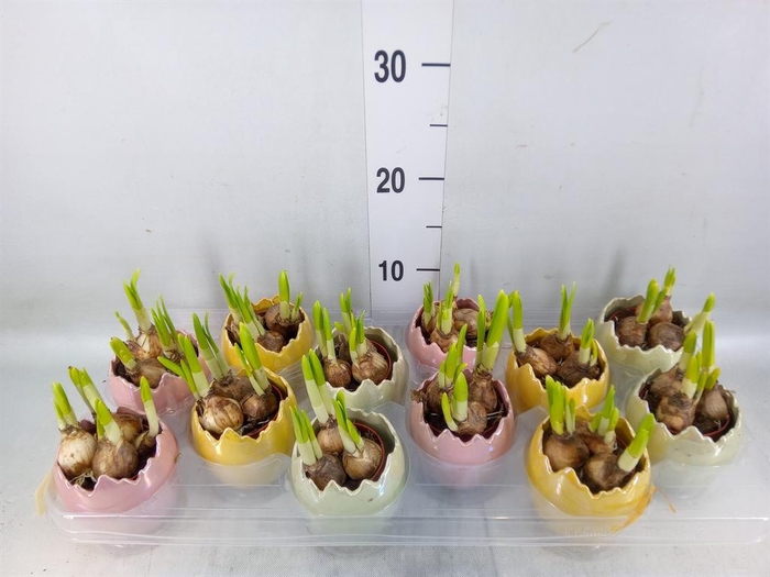 <h4>Arr. Narcissus</h4>