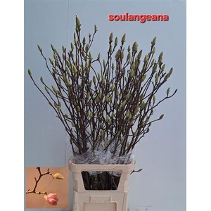 T Magnolia Grandiflora