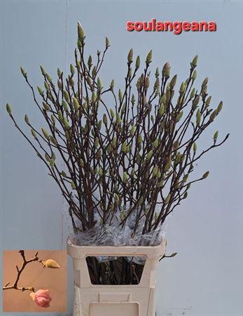 <h4>T Magnolia Grandiflora</h4>