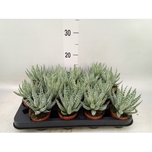 Aloe humilis