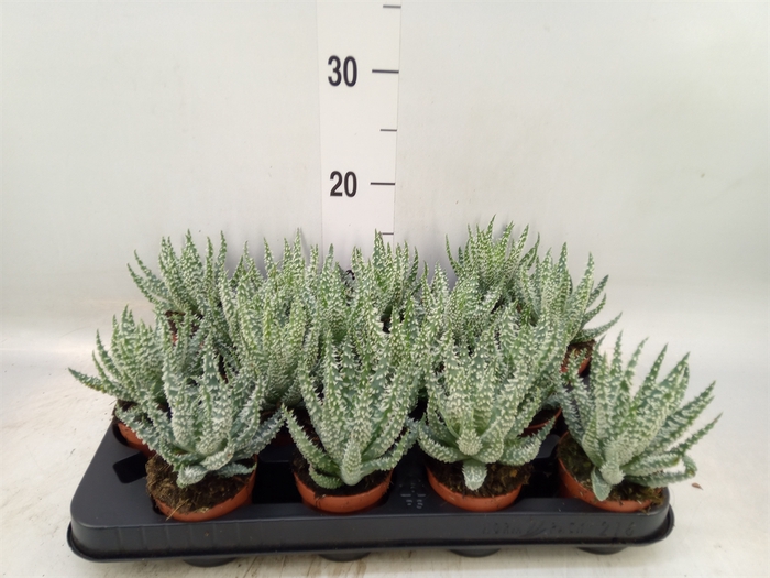 <h4>Aloe humilis</h4>