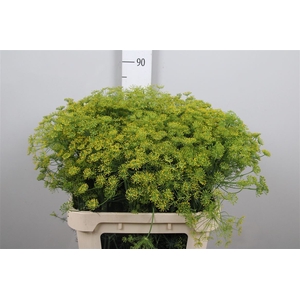 Anet Graveolens