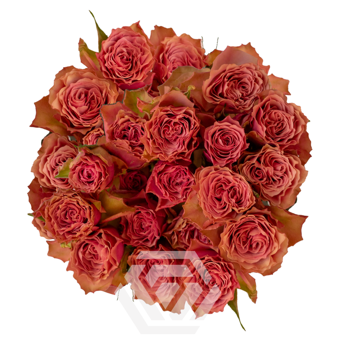 <h4>R TR VINTAGE ROSEVER</h4>