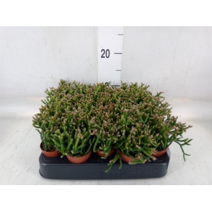Rhipsalis burchellii