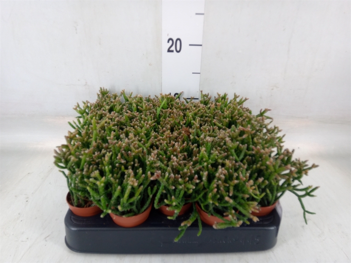 <h4>Rhipsalis burchellii</h4>