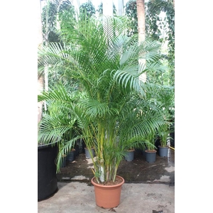 Dypsis lutescens (Areca)