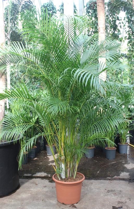 <h4>Dypsis lutescens (Areca)</h4>