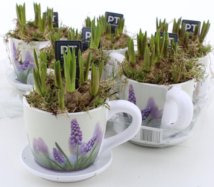 <h4>ARR MUSCARI</h4>