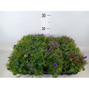 Campanula porten. 'Get Mee'