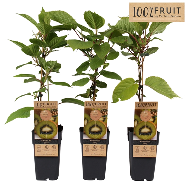 <h4>Actinidia deliciosa 'Jenny' P15</h4>