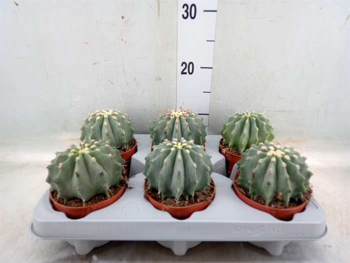 <h4>Ferocactus glaucescens</h4>