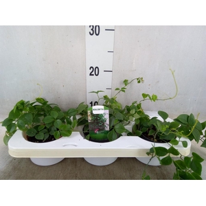 Planten Groen   ...L%