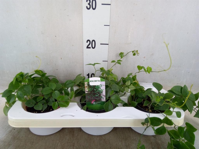 <h4>Planten Groen   ...L%</h4>