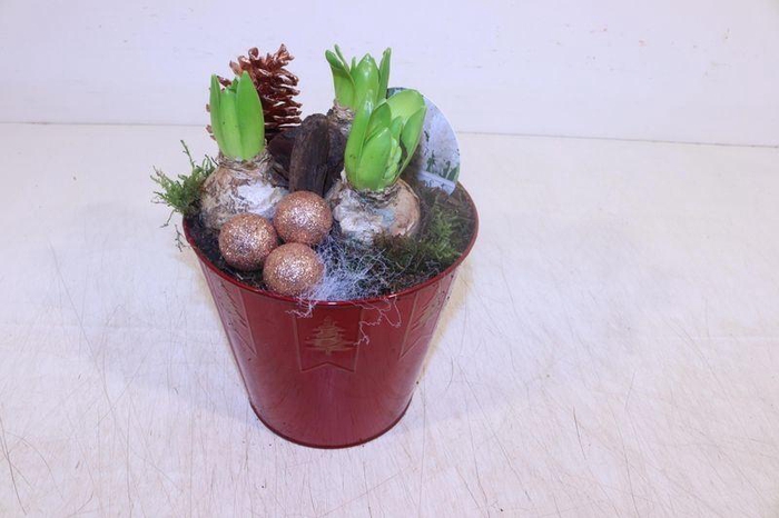 <h4>ARR HYACINTH</h4>