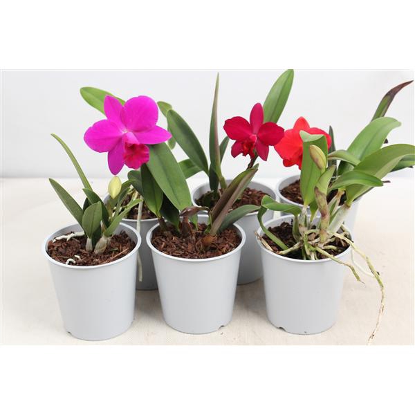 <h4>Cattleya kleinbloemig 1 knop</h4>