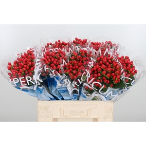 Hyp Coco Rio Rood