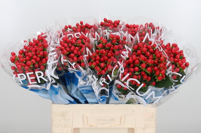 <h4>Hyp Coco Rio Rood</h4>