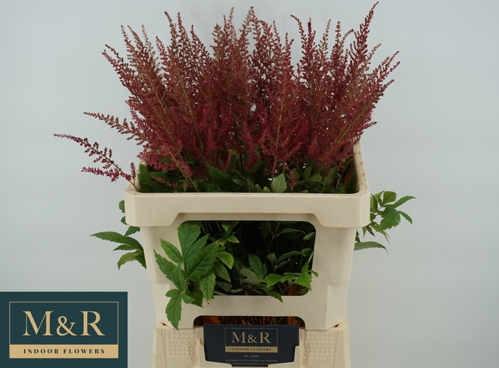 <h4>ASTIL AR ELSE SCHLUC</h4>