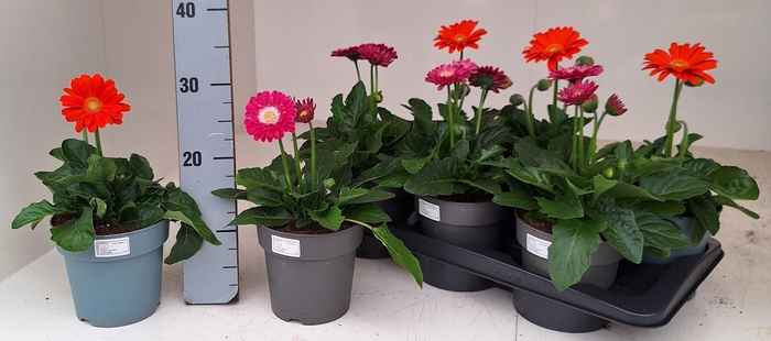 <h4>GERB GARVIN MIXK</h4>