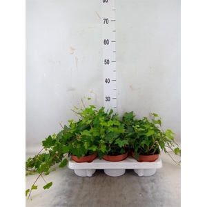 Hedera helix 'Pittsburgh'