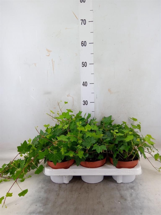 <h4>Hedera helix 'Pittsburgh'</h4>