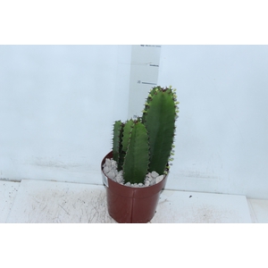 CACTUS EUPHORBIA MANDACARU P17