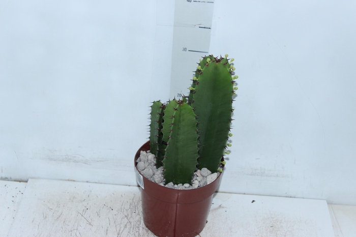<h4>CACTUS EUPHORBIA MANDACARU P17</h4>