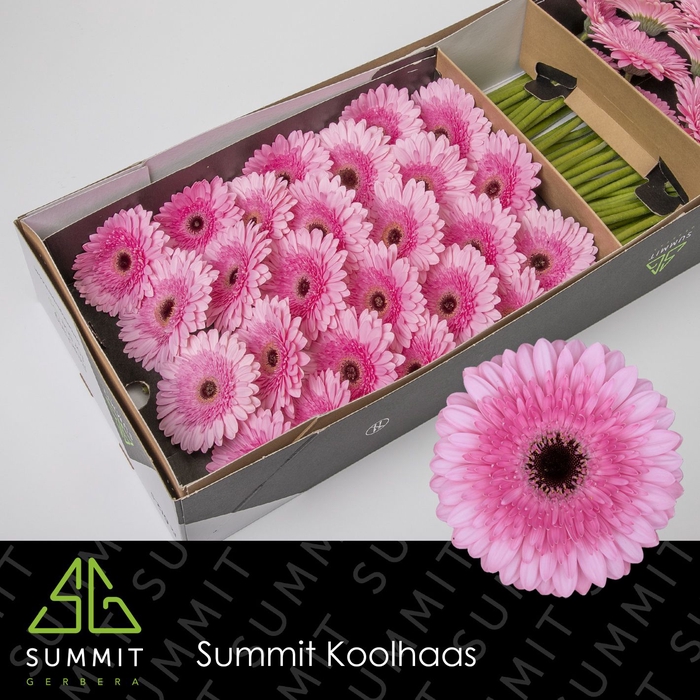 <h4>Gerbera Pre-Semmy Doos</h4>