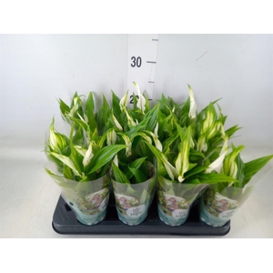 Spathiphyllum  'Pearl Cupido'