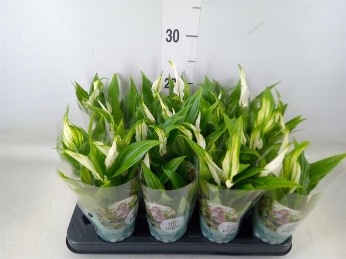 <h4>Spathiphyllum  'Pearl Cupido'</h4>