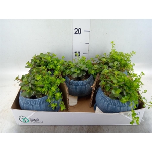 Arr. Kamerplant Groen L%