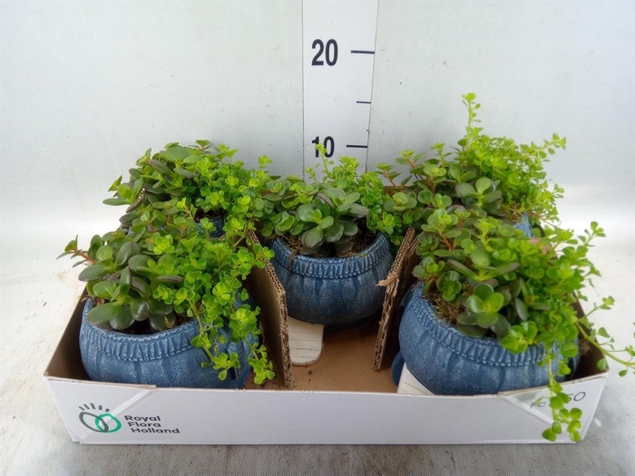 <h4>Arr. Kamerplant Groen L%</h4>