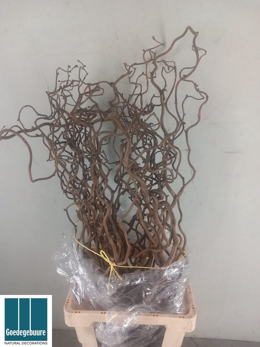 <h4>CORYL AV CONTORTA</h4>