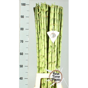 DRAC LUCKY BAMBOO