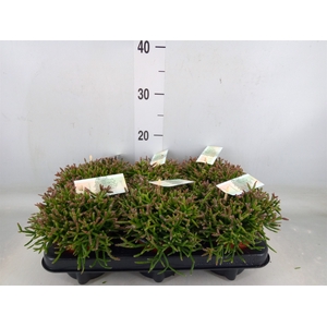 Rhipsalis baccifera subsp. horrida