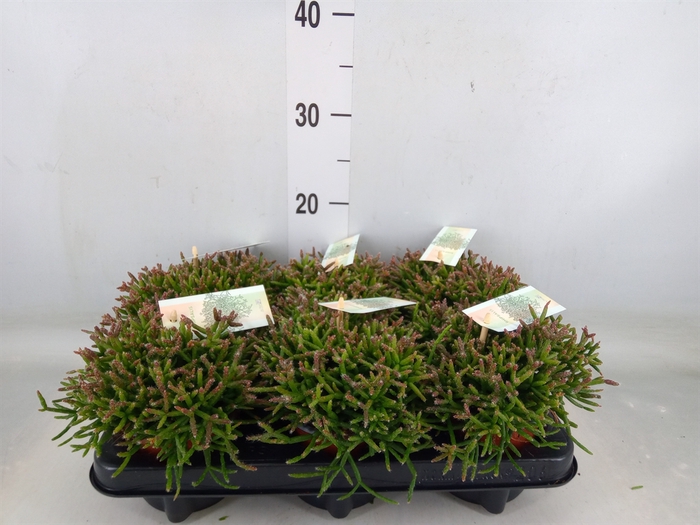 <h4>Rhipsalis baccifera subsp. horrida</h4>
