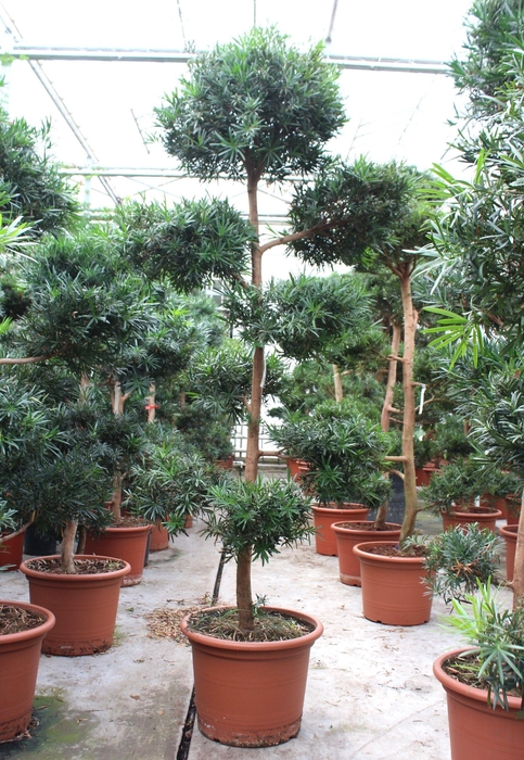 <h4>Podocarpus macrophylla</h4>