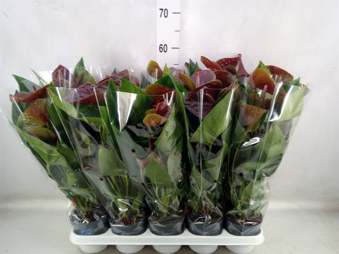 <h4>Anthurium  'Black Love'</h4>