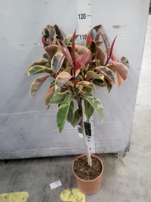 <h4>Ficus   ...</h4>