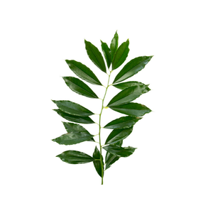 FOLHAGEM COCCULUS LAURIFOLIUS 070 CM