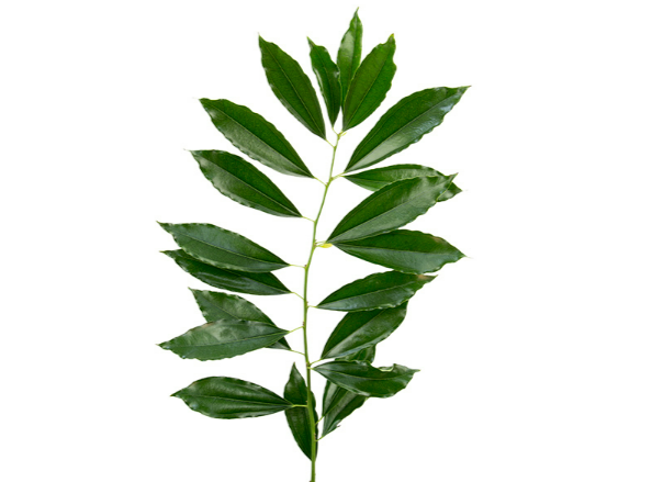 FOLHAGEM COCCULUS LAURIFOLIUS 060 CM